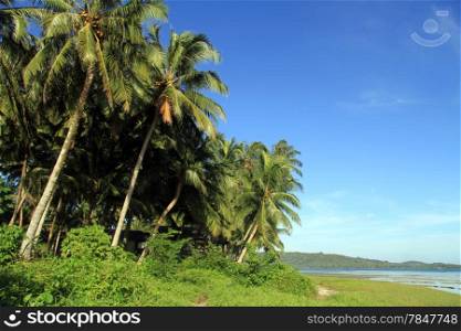 Palm trees plantation on the Pantai Sorak beach in Nias, Indonesia