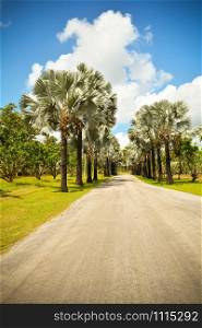 Palm trees roadside in the park garden with road on bright day and blue sky background - tone classic