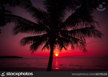 palm trees silhouette on sunset tropical beach. Tropical sunset