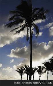 Palm trees silhouetted against sky