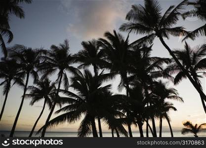 Palm trees silhouetted against sky.