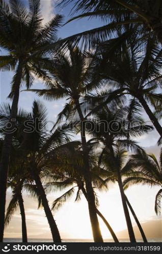Palm trees silhouetted against sky in Maui, Hawaii.