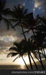 Palm trees silhouetted against sun setting over Pacific ocean in Maui, Hawaii with island in background.