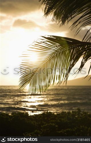 Palm trees silhouetted against sun setting over Pacific ocean in Maui, Hawaii.