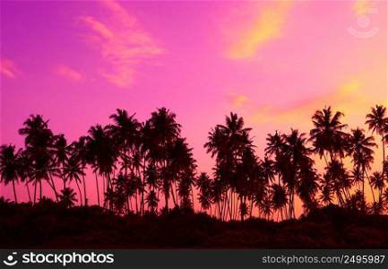 Palm trees silhouettes on tropical beach at twilight
