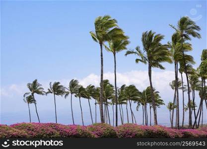 Palm trees swaying in the wind, Kona Coast, Big Island, Hawaii Islands, USA