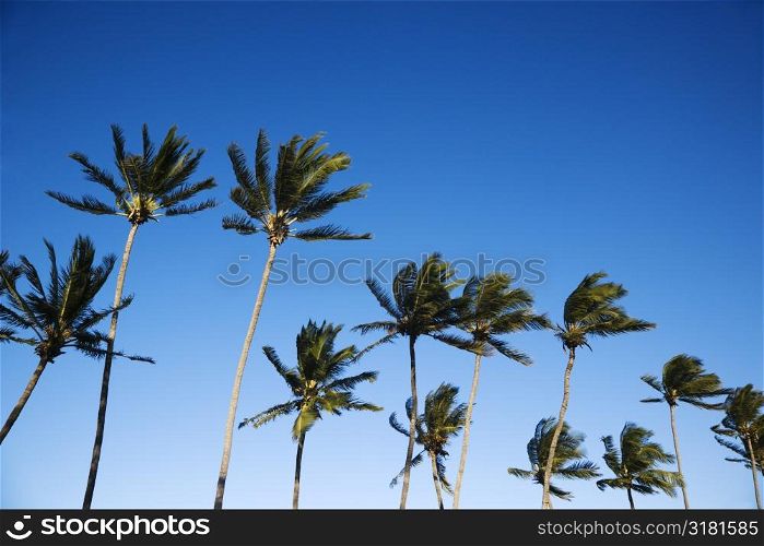 Palm trees swaying in wind against clear blue sky.