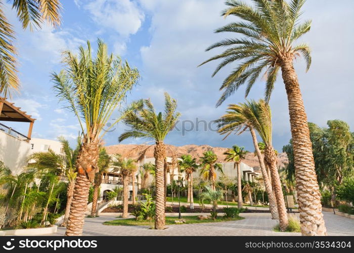 palm trees under wind in resort on Dead Sea, Jordan