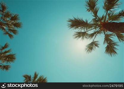 Palm trees vintage color toned summer hot day perspective view with copy space place for text