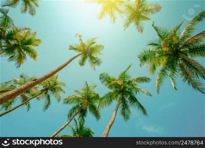 Palm trees vintage color toned with shining sun and clean sky perspective view