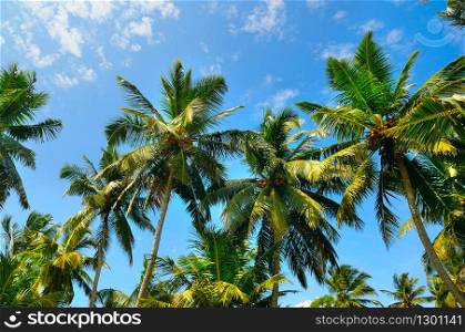 Palm trees with beautiful sky view. The concept is travel.
