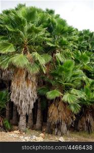 Palm trees with big green leaves in Israel
