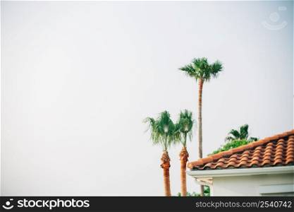 Palm Trees with Coastal Home