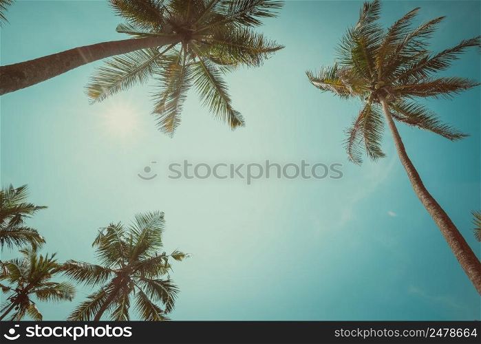 Palm trees with coconuts at clear sunny summer day vintage toned