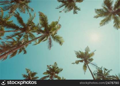Palm trees with coconuts at clear sunny summer day vintage toned