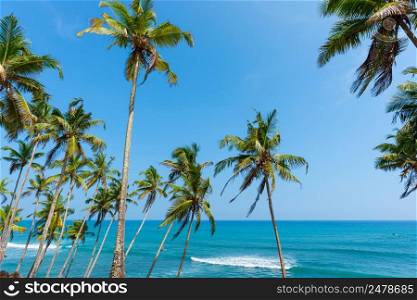 Palm trees with coconuts over ocean