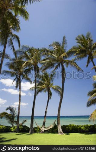 Palm trees with hammock by Pacific ocean.