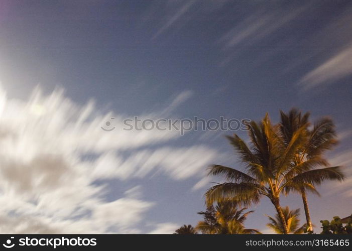 Palm Trees with Moving Sky