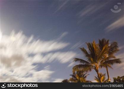 Palm Trees with Moving Sky