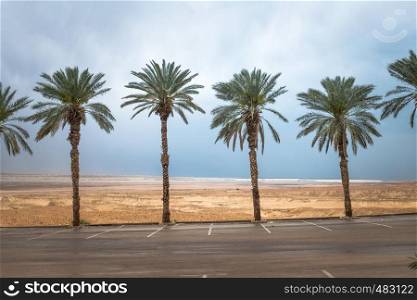 palm trees with the desert and dead sea as background. palm trees in israel at the dead sea