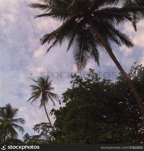 Palm tres in Costa Rica
