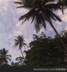 Palm tres in Costa Rica