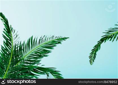 palm tropical leaves on blue background, top view. Summer tropical mood concept