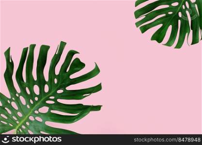  palm tropical leaves on pink background
