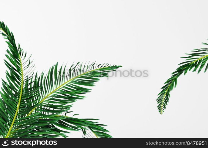 palm tropical leaves on white background, top view. Summer tropical mood concept