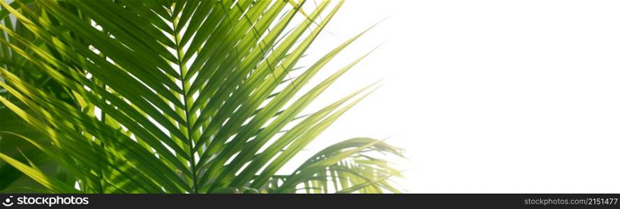 Palm tropical plants leaf. Nature green long horizontal background.