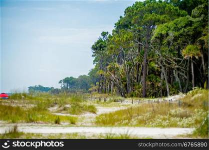 palmetto forest on hunting island beach
