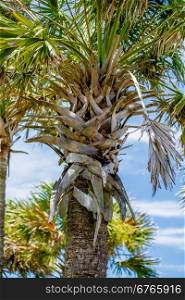 palmetto palm trees in sub tropical climate of usa