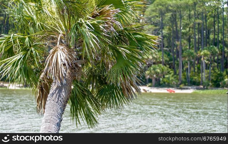 palmetto palm trees in sub tropical climate of usa