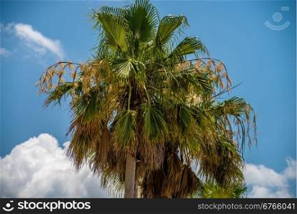 Palmetto tree set against a Carolina blue sky.
