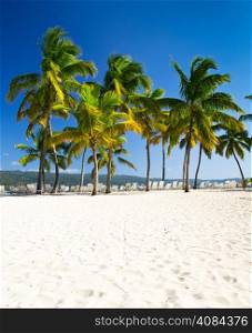 palms and sea beach