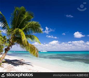 palms and sea beach