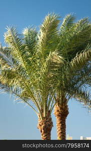 Palms are a popular symbol for the tropics and for vacations