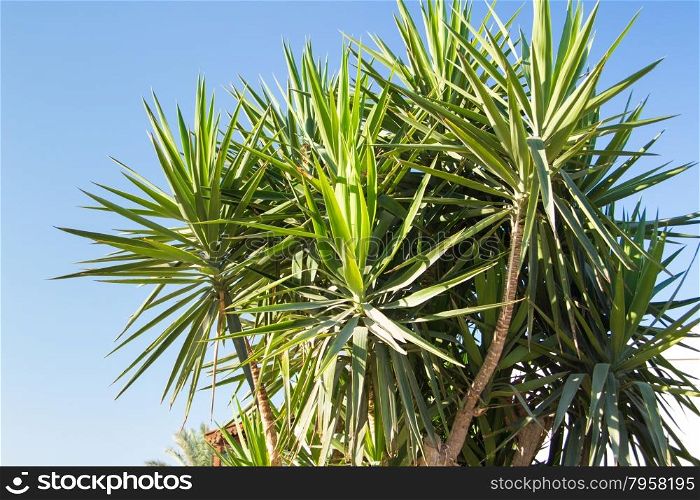 Palms are a popular symbol for the tropics and for vacations