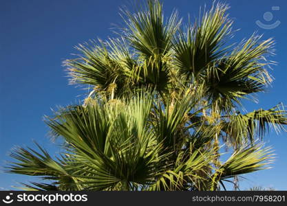 Palms are a popular symbol for the tropics and for vacations