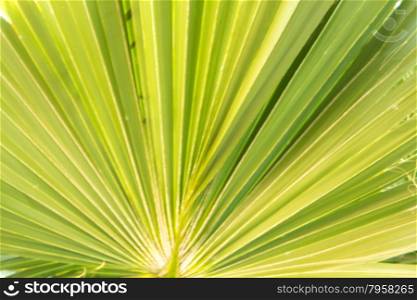 Palms are a popular symbol for the tropics and for vacations
