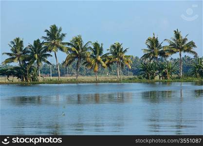Palms at Kerala backwaters. Kerala, India. This is very typical image of backwaters.
