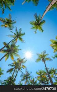 Palms at summer with shiny sun on clear sky at tropical island