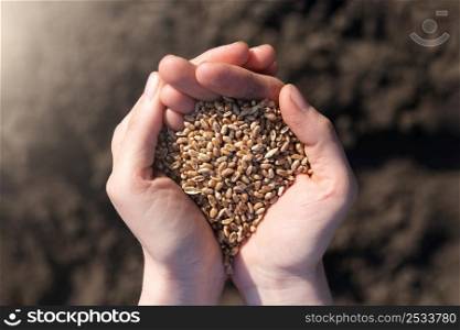 Palms full of wheats on a background of black earth. The concept of harvest, sowing company or agriculture.. Palms full of wheats on a background of black earth. The concept of harvest, sowing company or agriculture