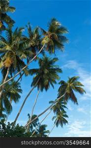 Palms in blue sky. Sri Lanka