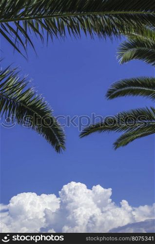 Palms leaves and blue sky. Sunny day