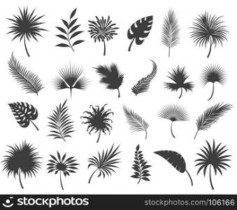 Palms leaves silhouettes. Palms leaves silhouettes isolated on white background. Tropical coconut and banana jungle palm leaf or frond silhouette set, vector illustration