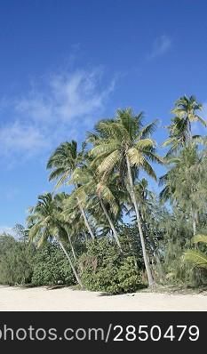 Palms on an exotic island in Fiji