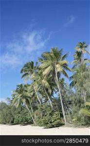 Palms on an exotic island in Fiji