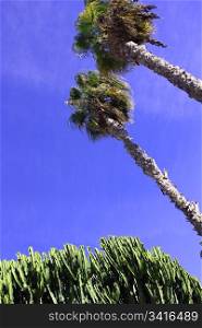 palms on blue sky
