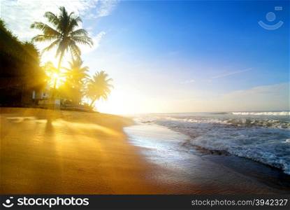 Palms on the sandy beach near ocean at sunrise
